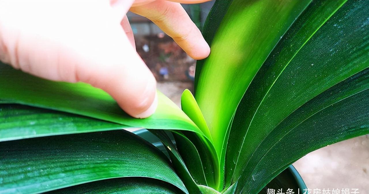 入冬后的君子兰，按照这些要求去做，帮你解决掉不开花的烦恼