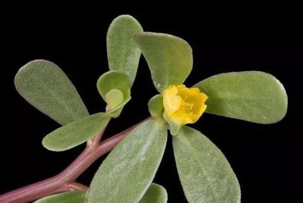 马齿苋|只拿马齿苋做菜那就可惜了,它还是天然的皮肤病克星,建议收藏!