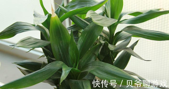 养花,松树皮含有抑制细菌和昆虫的物质,花草不容易病虫害