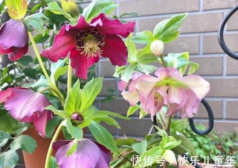 6种漂亮花,现在养一盆正当时,大雪覆盖花更艳,零下20℃也生机