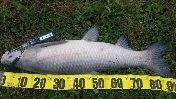 青鱼是淡水鱼中的上品,为何却有“鬼鱼”“索命鱼”之称?