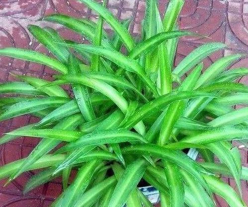 家里的1种垃圾不要丢，扔花盆里好处多，此些妙用你晓得吗