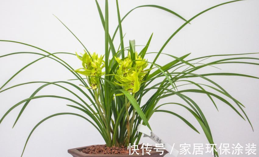 土壤|养花先养根，养兰先学会配土，微酸，一年苗有底肥就不用施肥