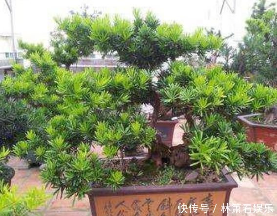 正月二十八,家里养上4种花,旺财又养人,养好了顺风顺水