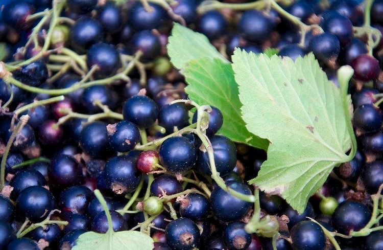 食物|冬天推荐常吃3种食物,补充营养、滋润肌肤,好处多多!