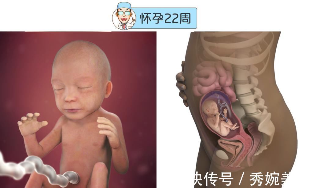 怀孕|最全的怀孕周期图鉴,感受从受精卵到婴儿的神奇变化!