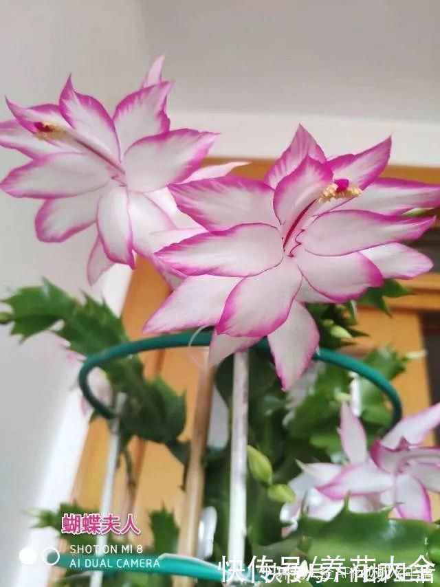 水仙|上万块的蟹爪兰,开花像烟花,养过的人不多