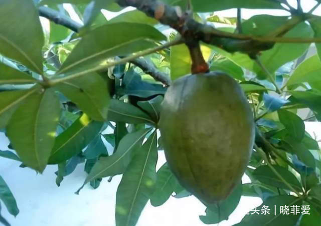 6种植物,花开富贵“好兆头”,能养开花是“高手”,你家有吗