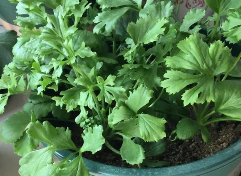 它不是牡丹，却带有牡丹的神韵，居家盆栽，新人就能胜任