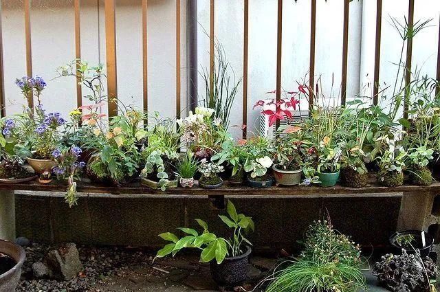 山野草，也高雅！