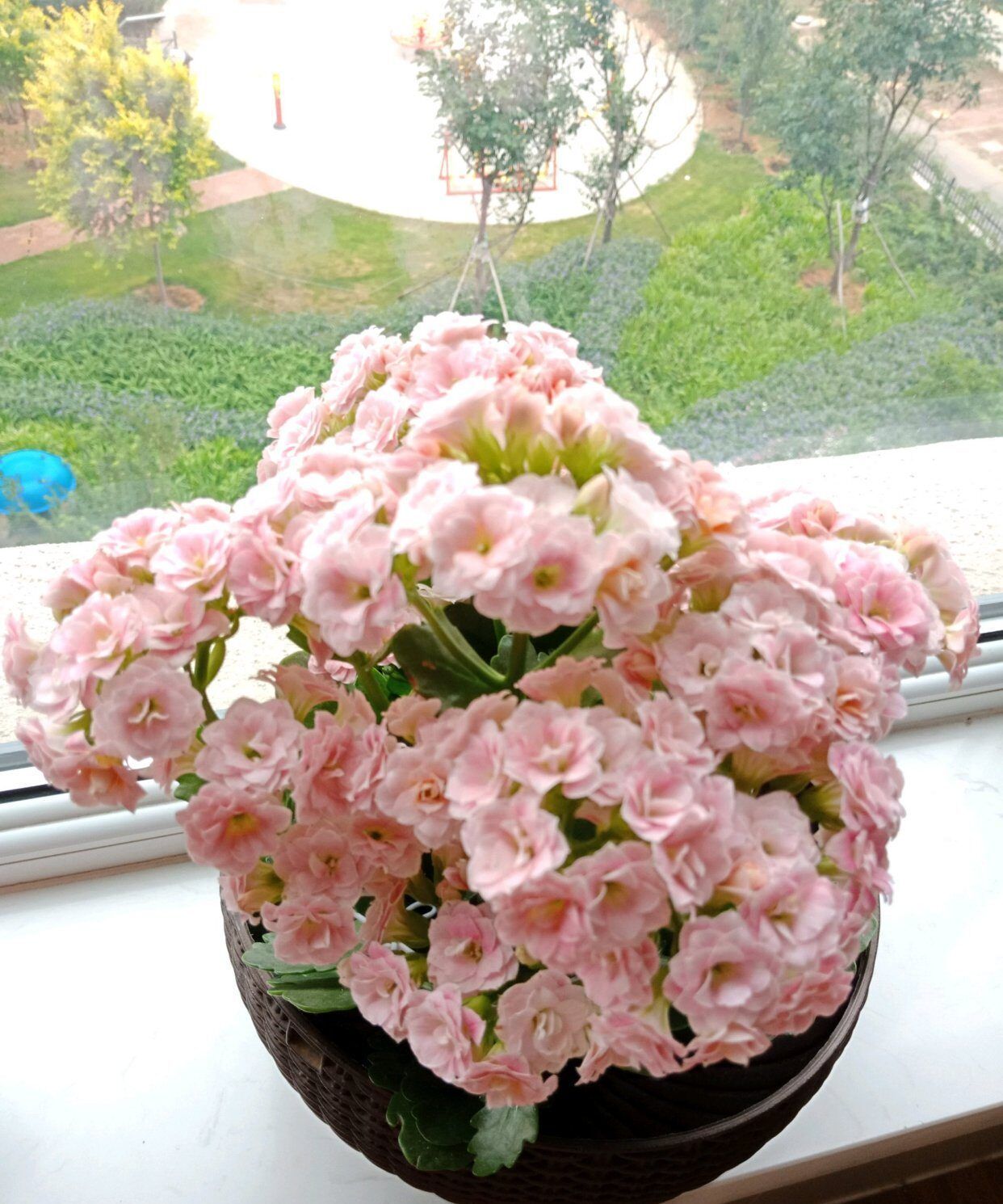 需要特殊照顾的花卉,小盆少水多太阳,长势反而更喜人