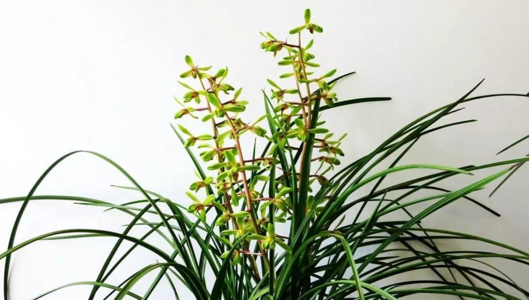 腐烂|家里养兰花，学会几种肥料“搭配方式”，花开香喷喷