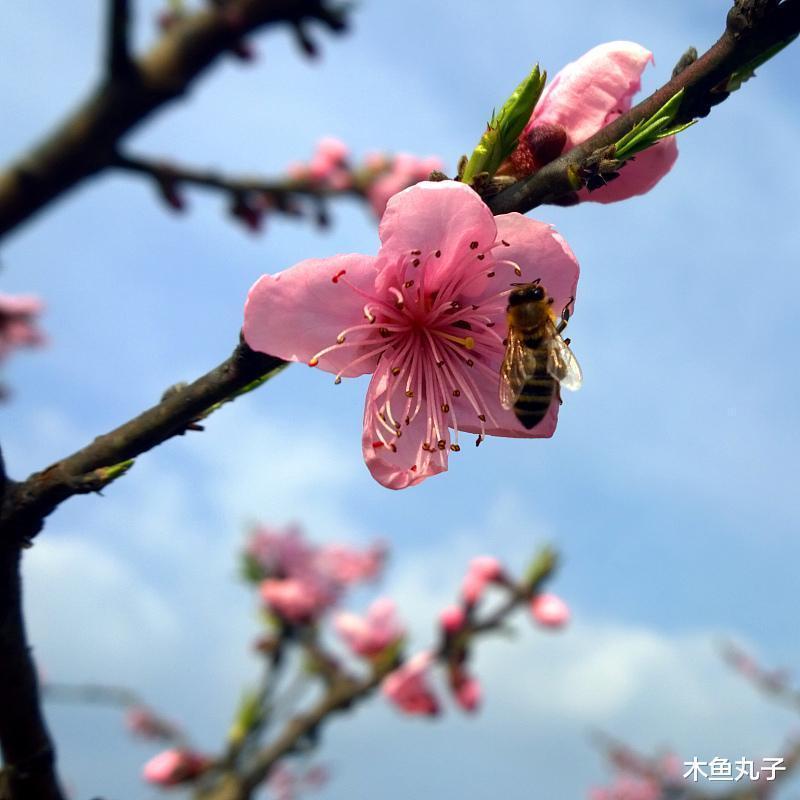 桃花|未来15天里，这三个星座桃花太旺了，转角就能遇到你的真爱