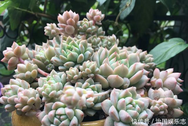 盆栽种|多肉植物用瓷盆栽种还是塑料盆好多肉植物有哪些养殖技术