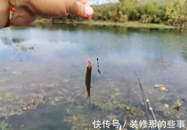 钓鱼|钓鱼人最讨厌的鱼排名!罗非名声最臭,鲤鱼居然也上榜