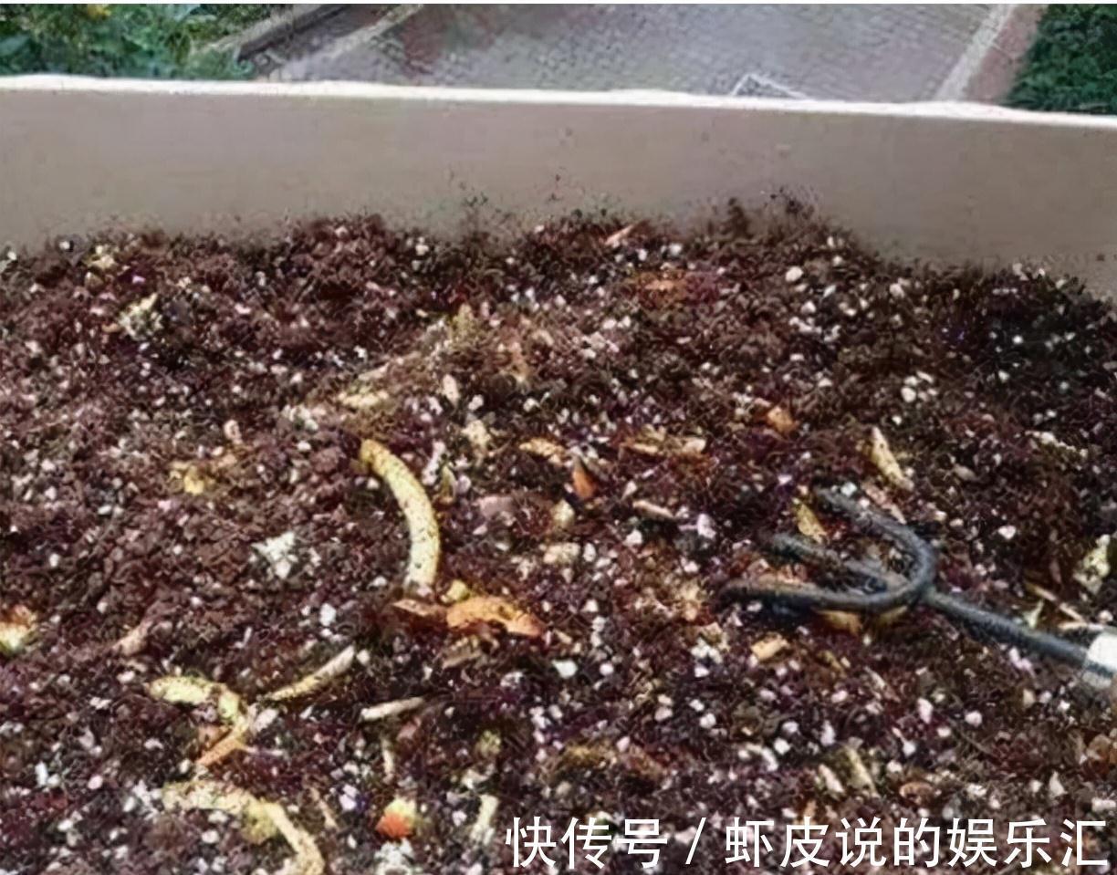 爷爷养花从不花钱,只用这3种垃圾,盆里撒一层,养啥都爆