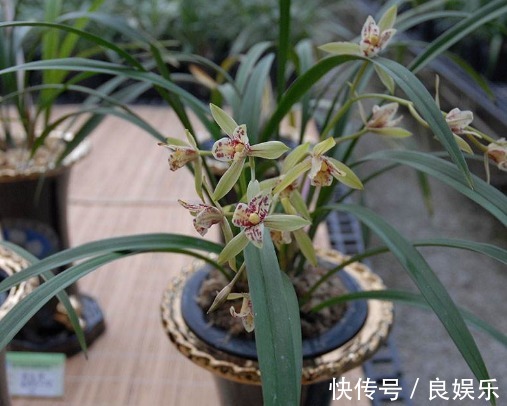 兰花怎么换盆教你3个兰花换盆的小妙招,换盆后生长旺盛开花多