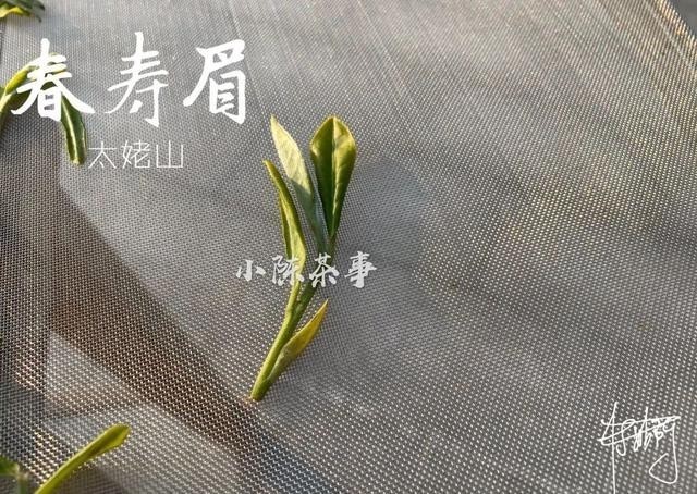 曲解|白牡丹剥了针,就成了寿眉?是谁还在不断曲解白茶?