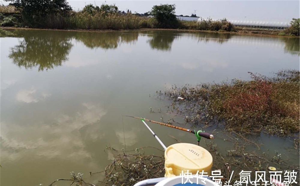 冬钓鲫鱼,在有水草的地方选钓点,不能随意,这种水草才有鱼群