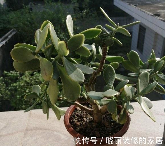 玉树养成胳膊粗,光照,肥料,花土,缺一不可,秋天赶紧追肥