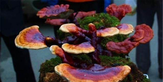 盆景|4种“名贵中药”做盆景,一养就是30年,土豪出价“5万”都不卖!