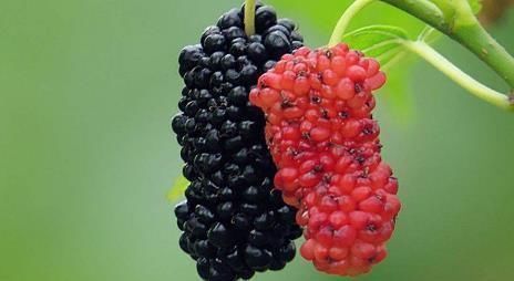 清理血管|它们是天然的“阿司匹林”，经常食用，能清理血液垃圾，预防血栓