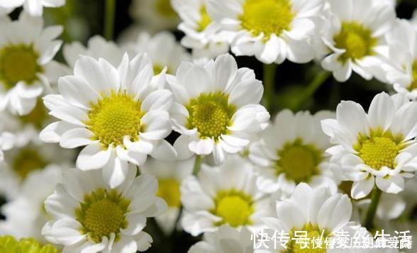 川黄连|脾胃虚寒，百病丛生，补脾是治疗一切疾病的关键