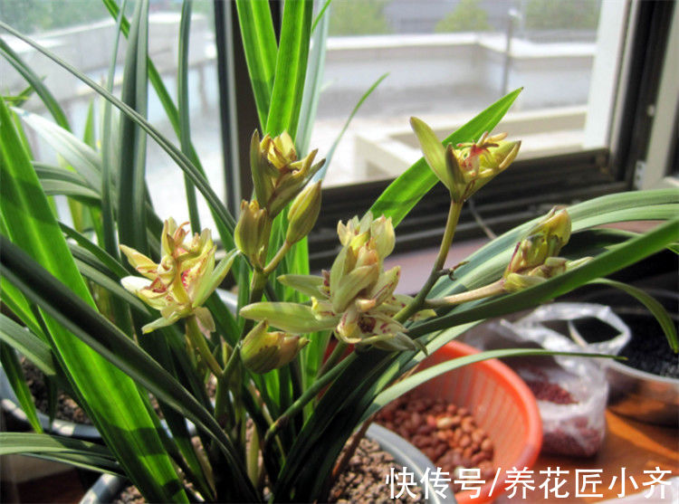 兰花长势旺盛开花多，养根是关键，掌握技巧才能满盆大白根