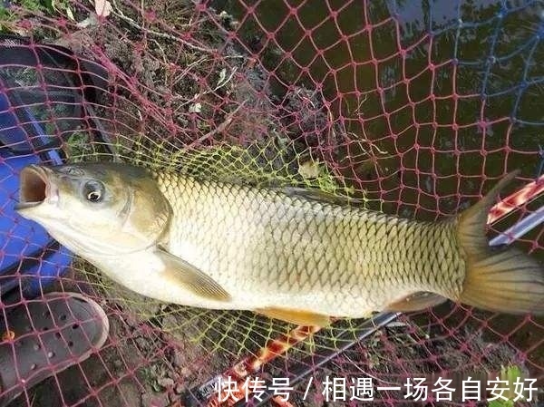 用袖钩钓鱼总跑鱼不了解袖钩的用途，鱼口再好也难入篓