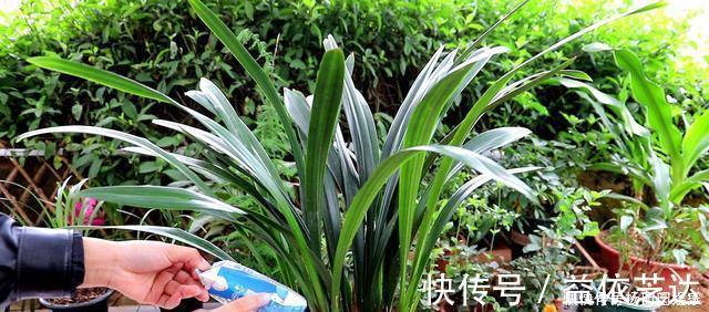兰花|养兰花“2懒1勤”别守规矩,新芽冒不停,花箭半米高