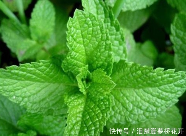 花香|夏季想要扦插薄荷,怎么养更旺盛4步让它疯长爆盆、花香四溢!