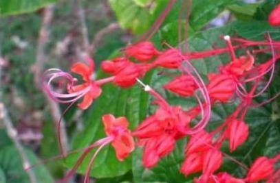 喜欢养菊，不如养盆”有风情的花“，花色鲜艳美丽，舞魅迷人