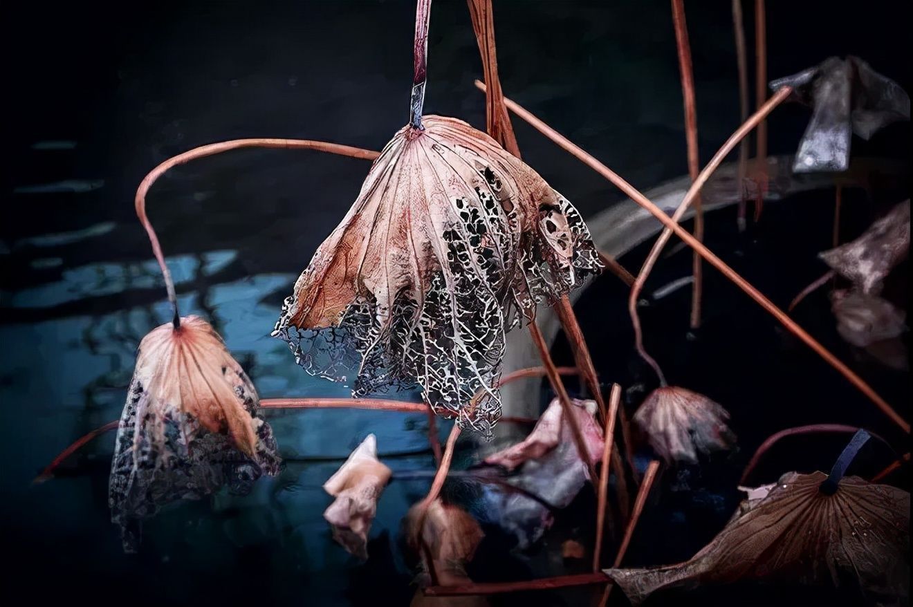 秋风&杜甫一首秋天的诗,字句皆律,誉为“古今七言律第一”