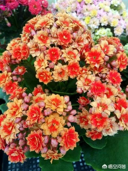 快两个月了，长寿花的花苞还是打不开到底是怎么回事儿？