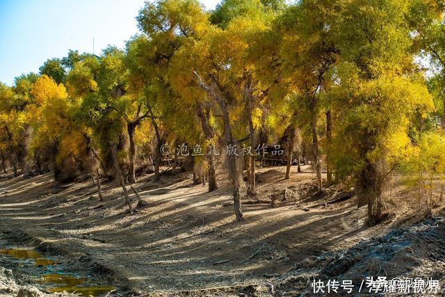 烟花|藏不住了！新疆发现全球最大沙漠胡杨林，比额济纳还美，游客很少