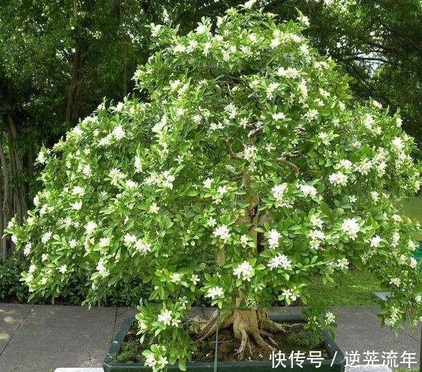 我国“最香”盆栽花卉,净化空气效果好,房间摆1盆,熏得一室香