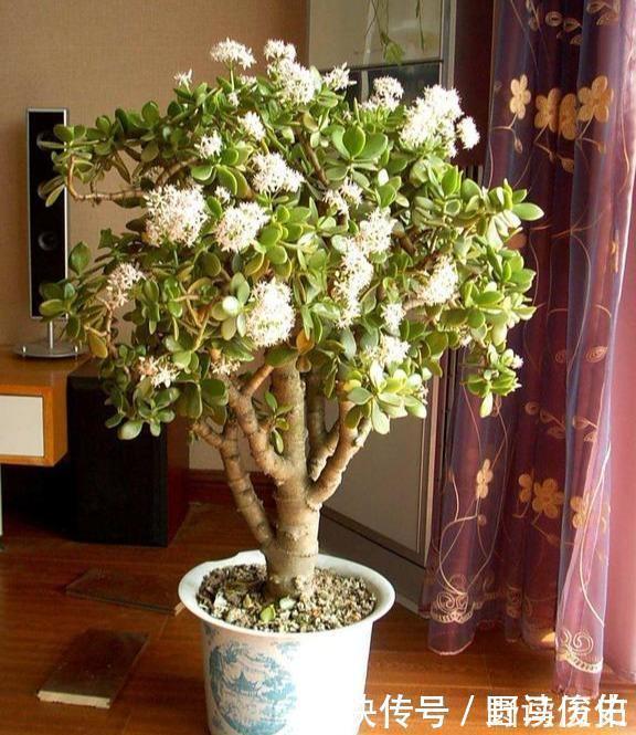 修剪|4种花,就是欠修理,不修不剪不成器,越剪越旺花越爆