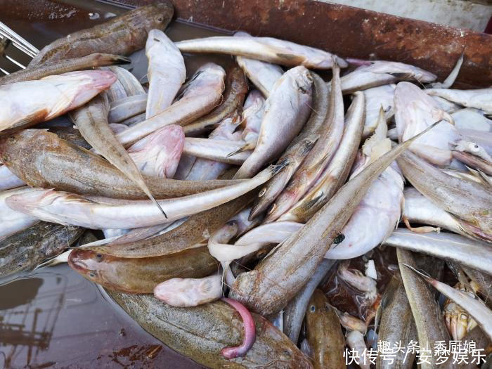 冬天遇到这鱼，我从不放过，没刺还便宜，配玉米面炖一锅，太香了