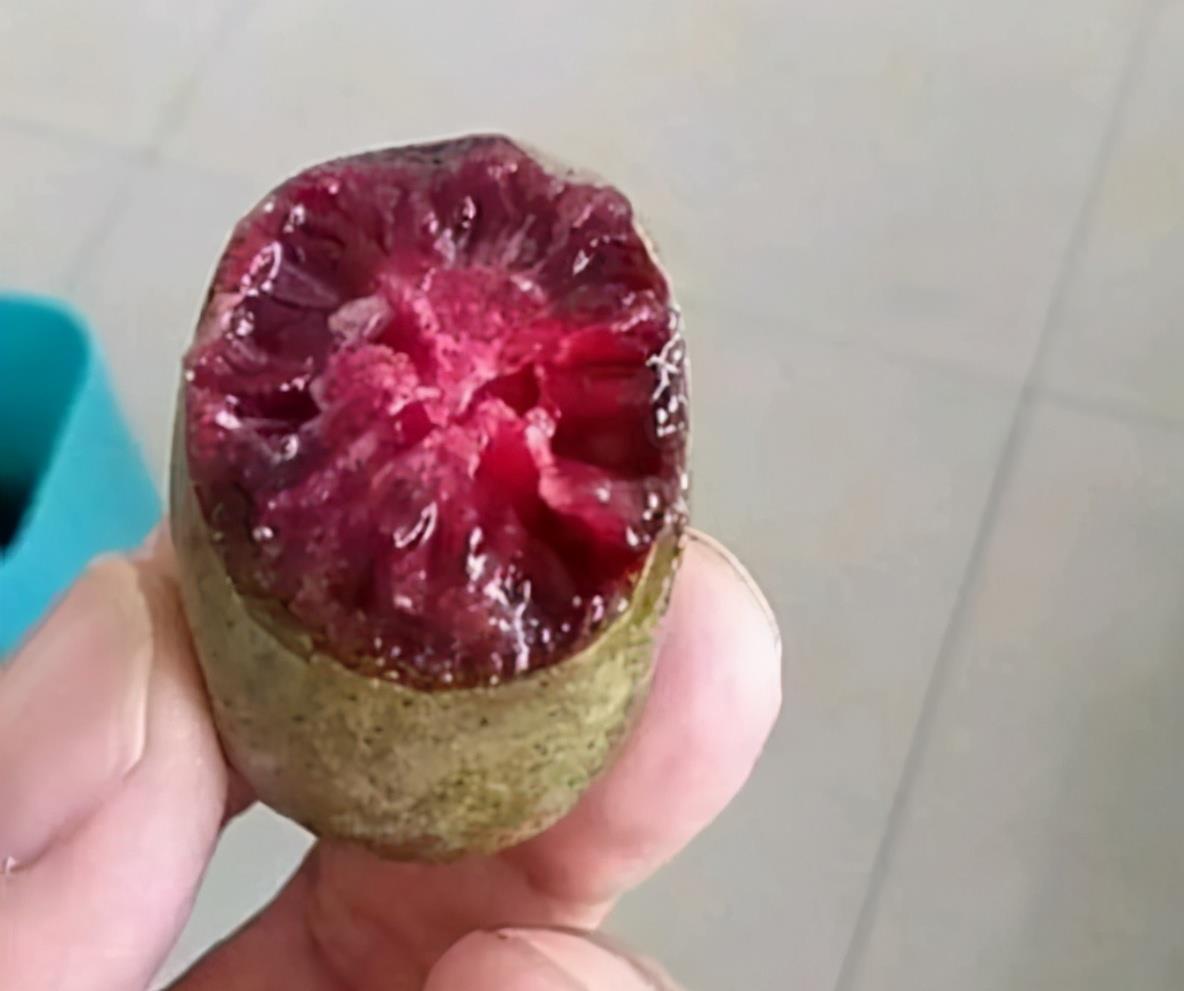 无花果树|院子里别养无花果树了,一果树新品种走红,栽越多越好