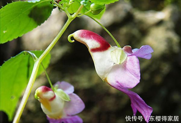  花儿|这些带着面孔的花儿，简直是花卉界的奇葩！奇花异草