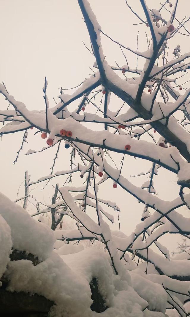 银装素裹|南太行今冬第一场雪来的是那么突然满山银装素裹