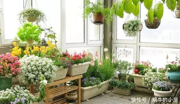 花卉|懂行的人冬天坚决不买三种花,冬天都不会买,白给也不要