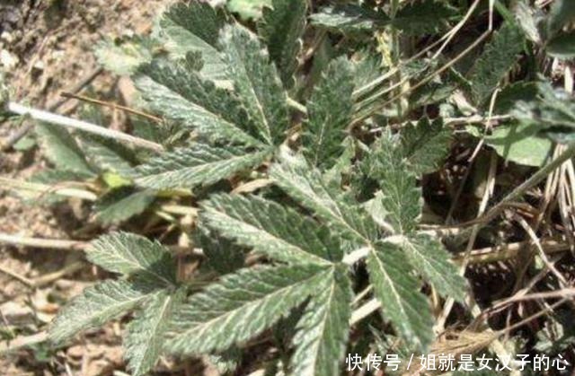 叶片|山上的1种“叶下白”,根茎比人参奇特,以往常被铲掉,如今珍贵!