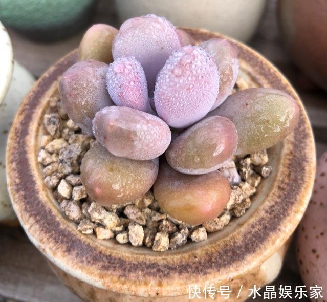 肉肉|多肉植物浇水、淋雨过多该怎么处理做好几步,多肉不会黑腐