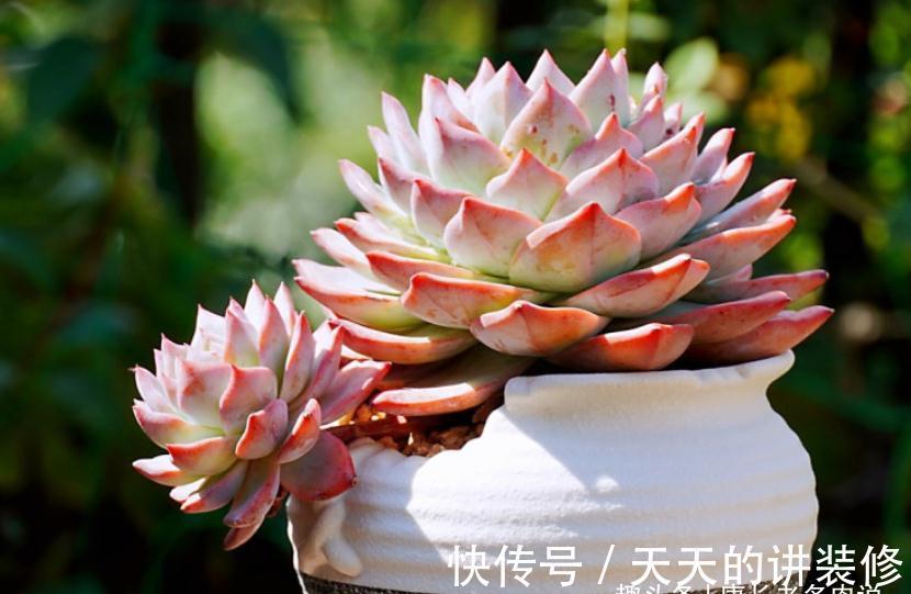 多肉防徒长的最佳方法只有一个——按部就班地养,它们才不会徒长