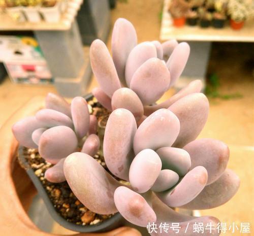 公认“性价比高”的多肉,口碑好养护省心,值得拥有!