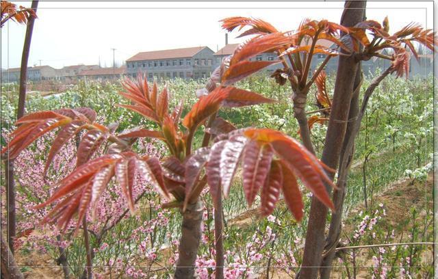 维他命c|想要身体健康,不妨常吃3种食物,美容养颜,提高免疫力