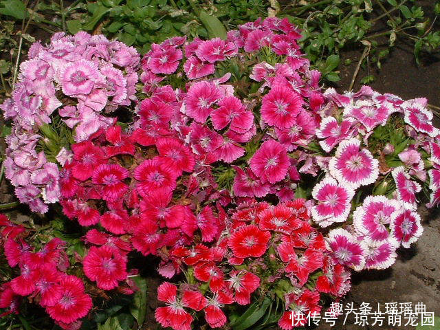 此花默默不闻极为平凡,花色丰富姿态迷人,被誉为母亲的慈爱象征