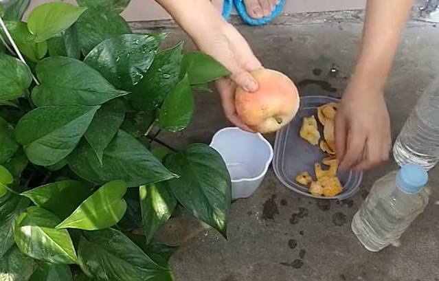 叶子|婆婆用它来浇盆栽绿萝，叶子着魔似的翻倍长，油绿繁茂真喜人！
