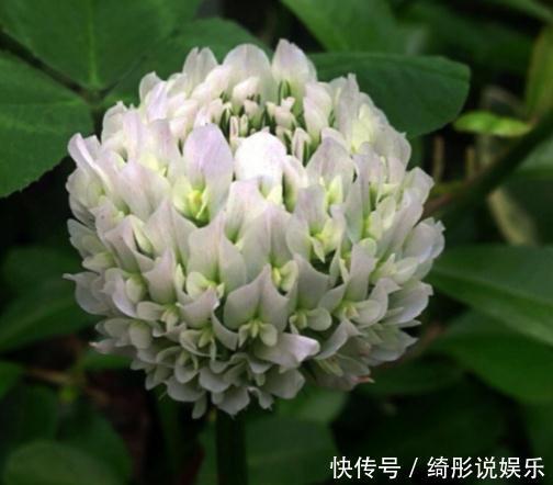 养树不如养盆“假菊花”,一浇水就狂长,比绿萝好养、比菊花美